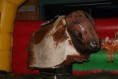 /album/fotogalleri/dsc03495-jpg/